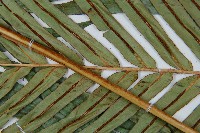 烏毛蕨藏品圖，第9張