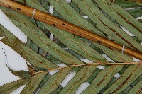 烏毛蕨藏品圖，第10張