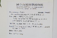粗齒革葉紫萁藏品圖，第2張