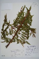 熱帶鱗蓋蕨藏品圖，第1張