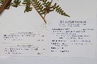 熱帶鱗蓋蕨藏品圖，第2張