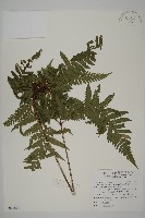 肋毛蕨藏品圖，第1張