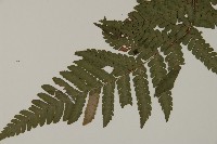 肋毛蕨藏品圖，第3張