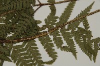 肋毛蕨藏品圖，第5張