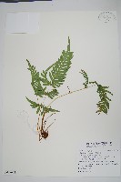 天草鳳尾蕨藏品圖，第1張