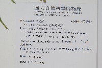 傅氏鳳尾蕨藏品圖，第2張