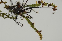 登錄號:P009666藏品圖，第3張