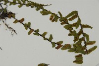 登錄號:P009666藏品圖，第4張