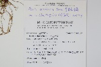 箭葉鳳尾蕨藏品圖，第2張