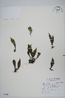 無柄車前蕨、小車前蕨藏品圖，第1張