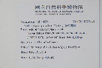 無柄車前蕨、小車前蕨藏品圖，第2張