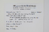 全緣卷柏藏品圖，第2張