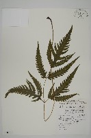 三叉蕨藏品圖，第1張