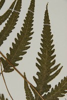 三叉蕨藏品圖，第3張