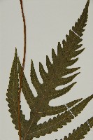 三叉蕨藏品圖，第4張