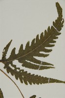 三叉蕨藏品圖，第5張