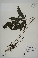 三叉蕨藏品圖，第1張