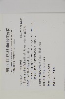 三叉蕨藏品圖，第2張