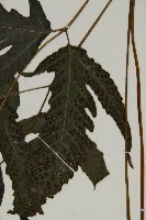 三叉蕨藏品圖，第3張