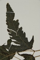 三叉蕨藏品圖，第4張