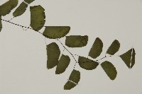 半月形鐵線蕨藏品圖，第3張