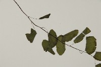 半月形鐵線蕨藏品圖，第4張