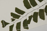 半月形鐵線蕨藏品圖，第5張