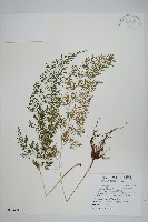 日本金粉蕨藏品圖，第1張