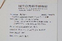 日本金粉蕨藏品圖，第2張