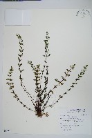 細葉碎米蕨藏品圖，第1張