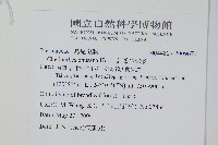 細葉碎米蕨藏品圖，第2張