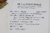 細葉複葉耳蕨藏品圖，第2張