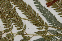 細葉複葉耳蕨藏品圖，第4張