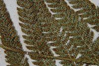 細葉複葉耳蕨藏品圖，第5張