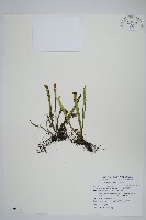 瓦葦藏品圖，第1張