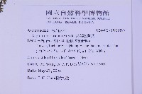 尖葉鐵角蕨藏品圖，第2張