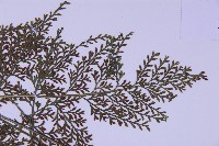 尖葉鐵角蕨藏品圖，第4張