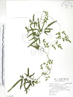 海金沙藏品圖，第1張