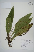 萊蕨藏品圖，第1張