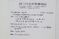 長葉腎蕨藏品圖，第2張