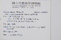 臺灣耳蕨藏品圖，第2張