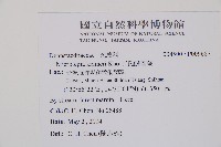 克氏鱗蓋蕨藏品圖，第2張