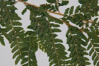 克氏鱗蓋蕨藏品圖，第4張