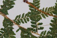 克氏鱗蓋蕨藏品圖，第5張