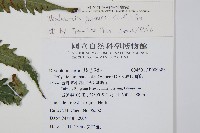 日本狗脊蕨藏品圖，第2張