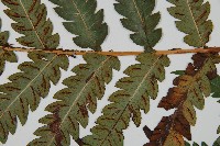 日本狗脊蕨藏品圖，第3張