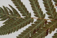 日本狗脊蕨藏品圖，第4張