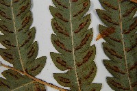 日本狗脊蕨藏品圖，第5張