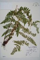 長葉鱗毛蕨藏品圖，第1張