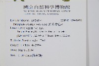 長葉鱗毛蕨藏品圖，第2張